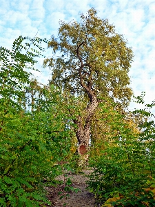 Landscape tree nature forest Photo