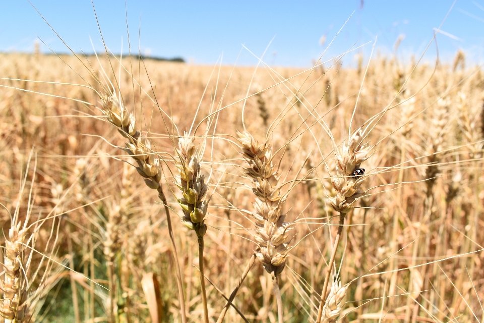 Grass plant field meadow