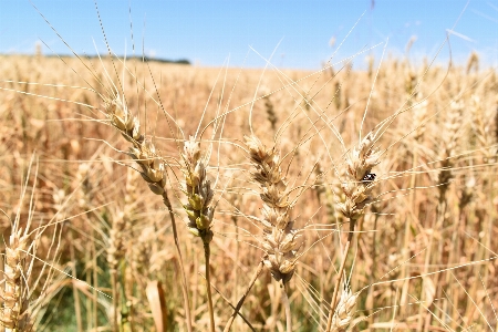 Grass plant field meadow Photo