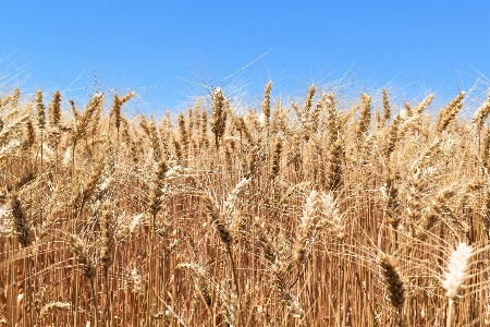 Grass plant field wheat Photo