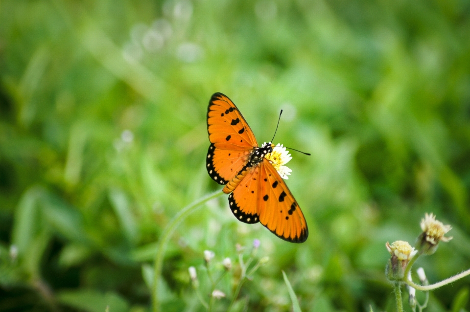 Natureza grama asa plantar