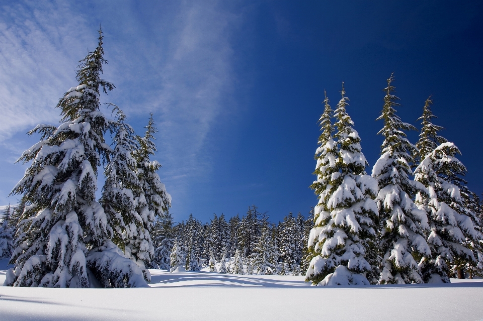 Landscape tree nature forest