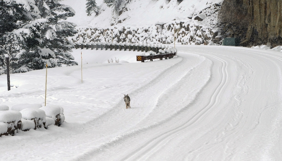 Natura selvaggia
 a piedi nevicare