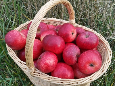 Apple anlage frucht essen Foto