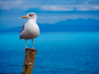 Photo Mer océan oiseau ciel