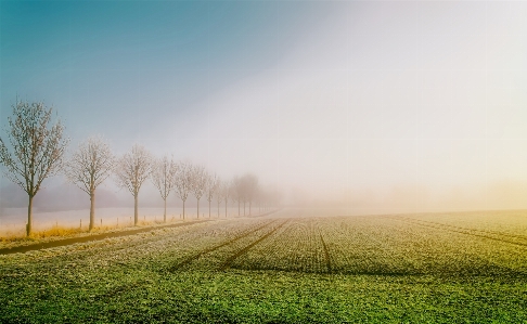 Landscape tree nature grass Photo