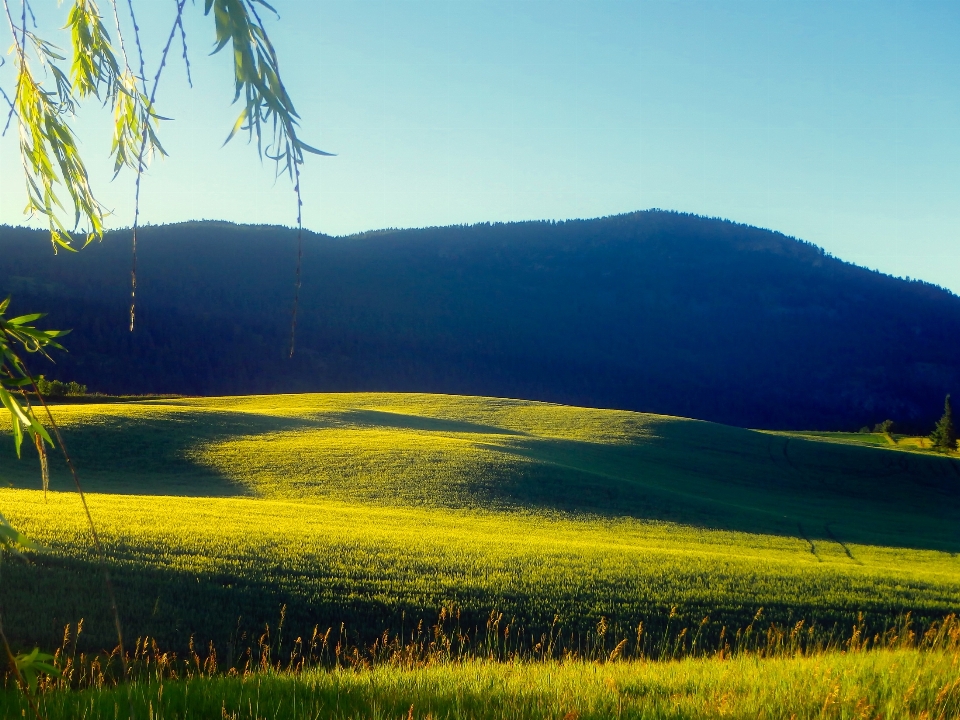 Paesaggio albero natura foresta