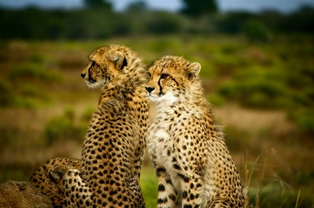 Foto Paesaggio natura animali selvatici africa