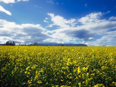 Landscape nature grass horizon Photo