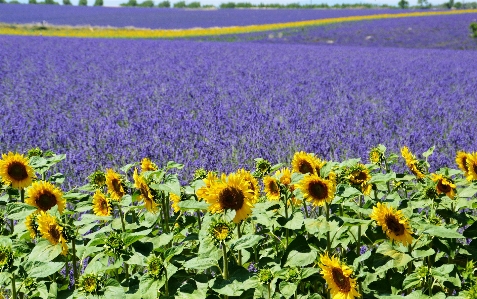 Anlage feld wiese
 prärie
 Foto