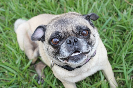 白 子犬 犬 動物 写真