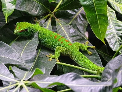 葉 野生動物 緑 密林 写真