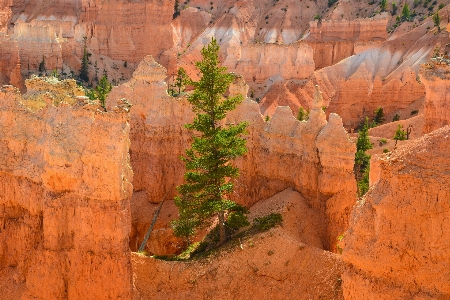 Landscape tree nature rock Photo