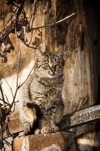 Branch animal village wildlife Photo