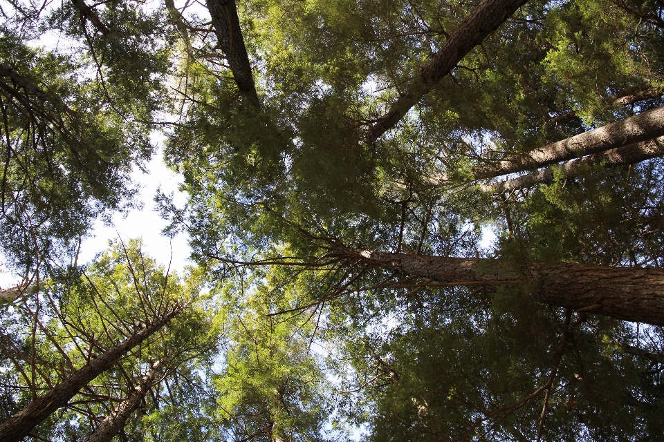 árvore natureza floresta filial