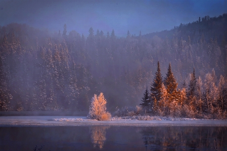 風景 木 水 森 写真