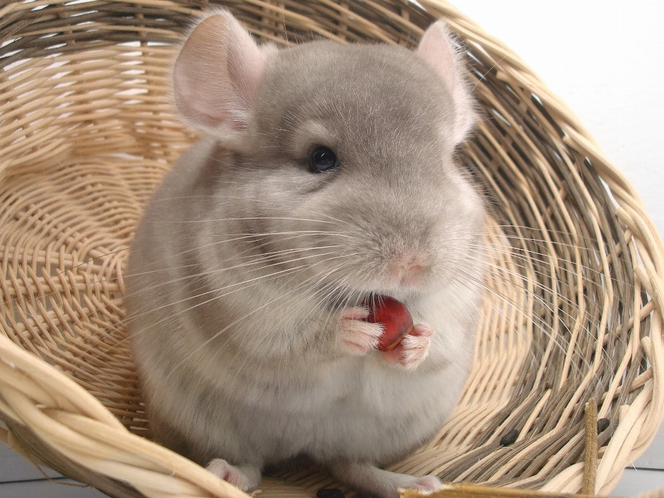 自然 ねずみ 動物 かわいい