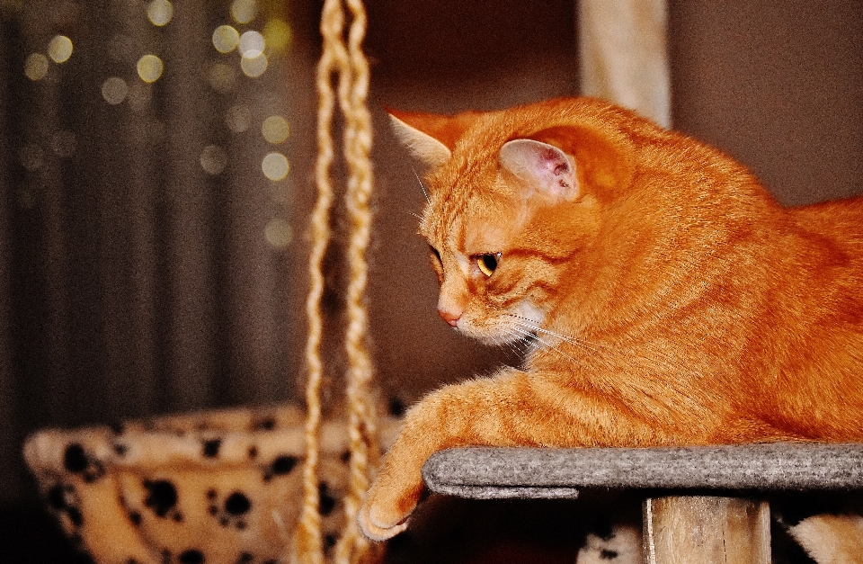 甘い 動物 かわいい ペット