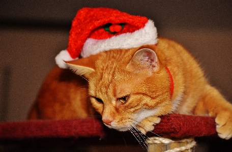 甘い 動物 かわいい ペット 写真