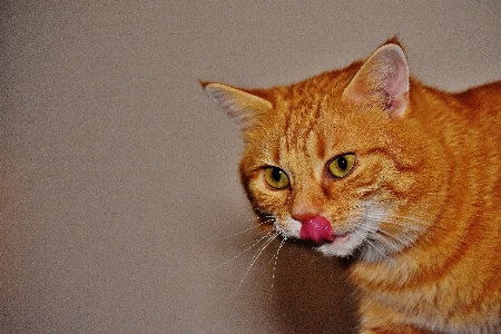 甘い 動物 かわいい ペット 写真