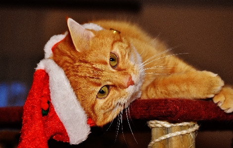 甘い 動物 かわいい ペット 写真