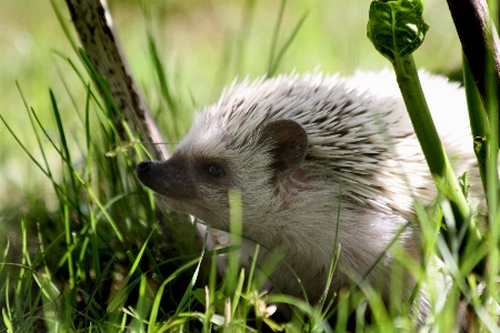 Nature grass cute wildlife Photo