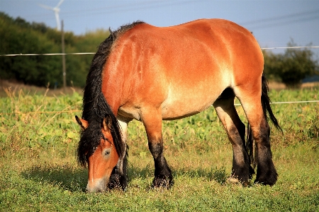 Grass meadow prairie wildlife Photo