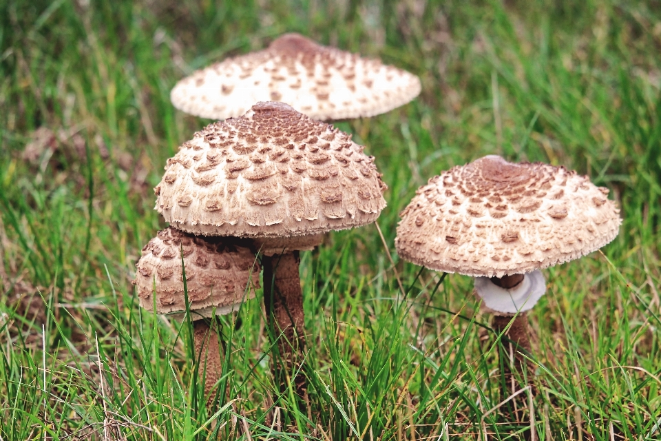 Natur wiese
 herbst boden