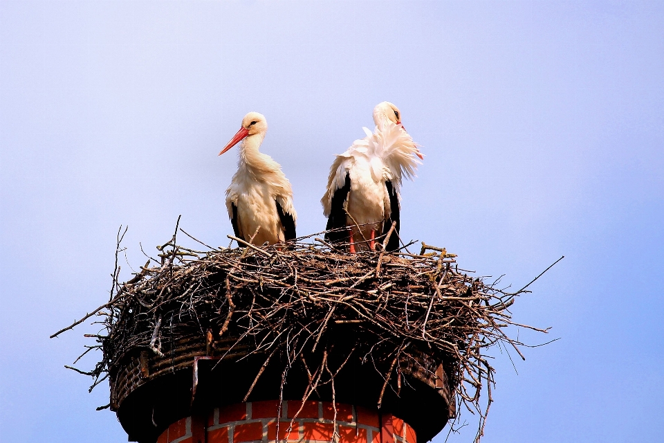 Bird beak fauna stork