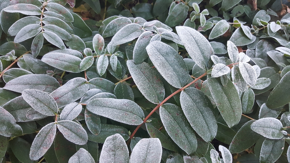 冬 植物 葉 花