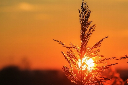 Foto Albero orizzonte ramo pianta