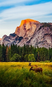 Landscape tree nature forest Photo