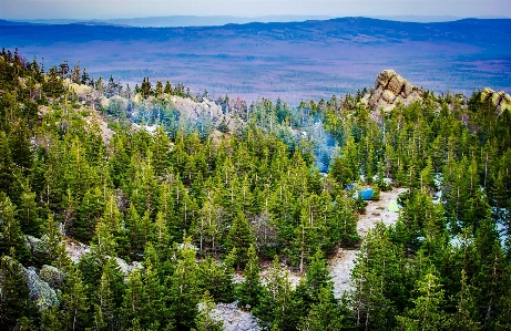 風景 木 自然 森 写真