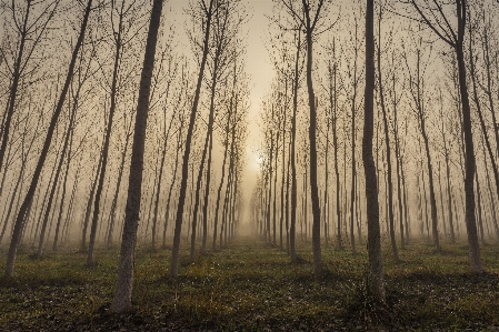 Landschaft baum natur wald Foto