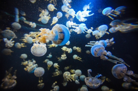 Wild underwater biology asia Photo