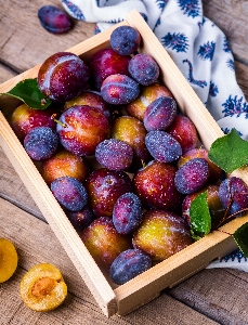 Apple plant fruit berry Photo