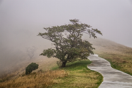 Landscape coast tree nature Photo