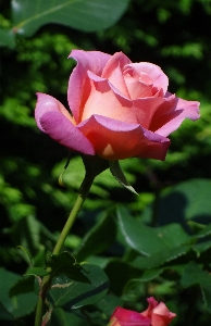 Plant flower petal rose Photo