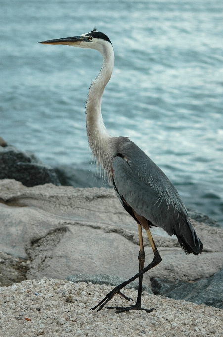 Naturaleza pájaro animal fauna silvestre