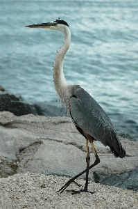 Photo Nature oiseau animal faune