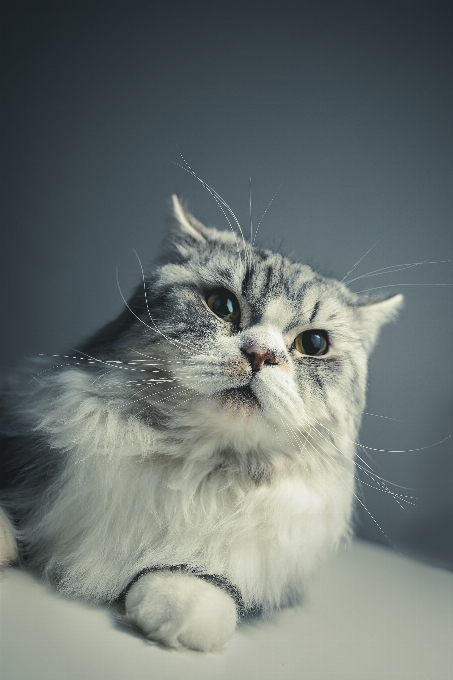 Noir et blanc
 blanc chat mammifère