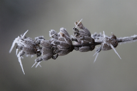 Nature branch cold winter Photo