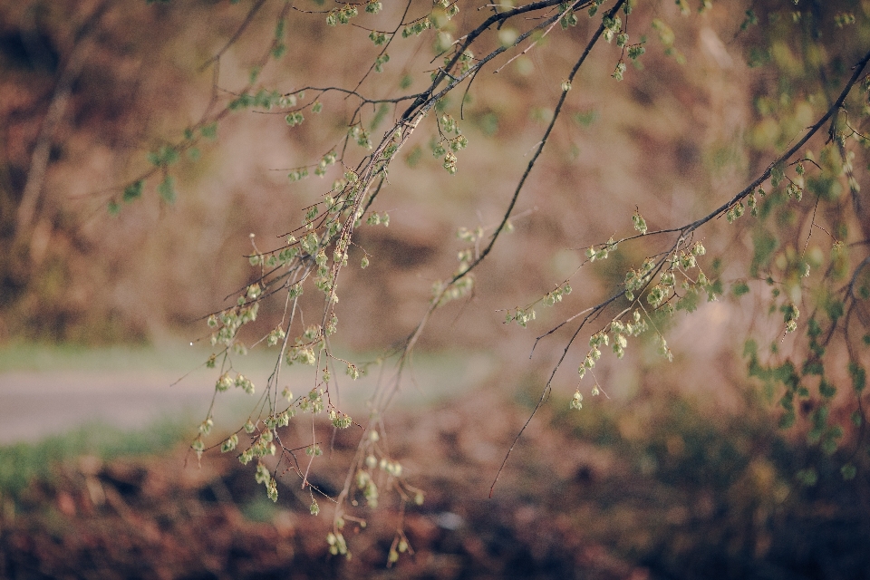 Paesaggio albero natura foresta