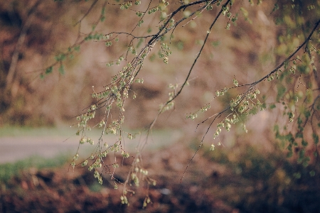 Landscape tree nature forest Photo