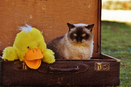 Foto Pelle antico dolce carino