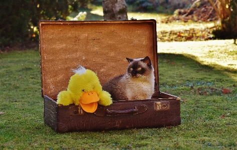 Foto Pelle antico dolce carino