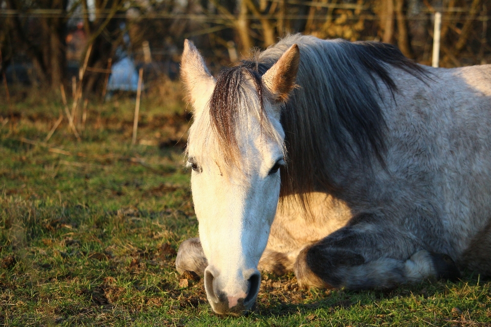 Erba azienda agricola pascolo
 cavallo