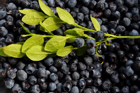 Branch plant fruit berry Photo