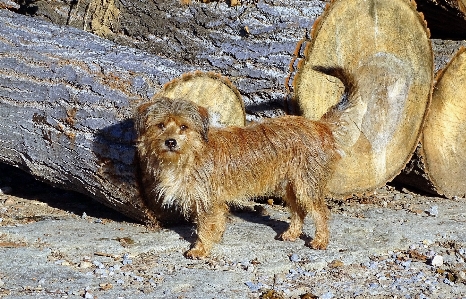 子犬 犬 動物 野生動物 写真