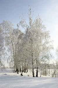 Landscape tree nature forest Photo